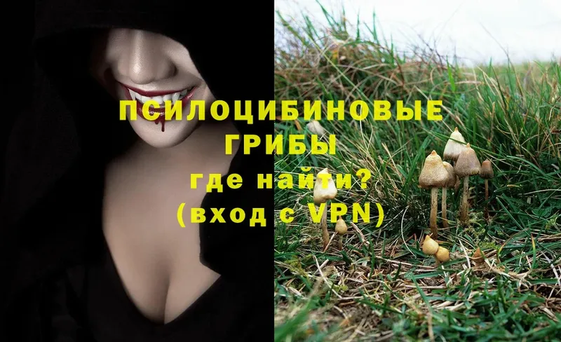 купить   Зерноград  omg ONION  Галлюциногенные грибы Psilocybine cubensis 